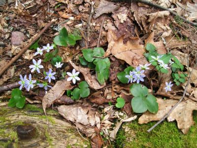 Blue Hepatica
April, 2010
