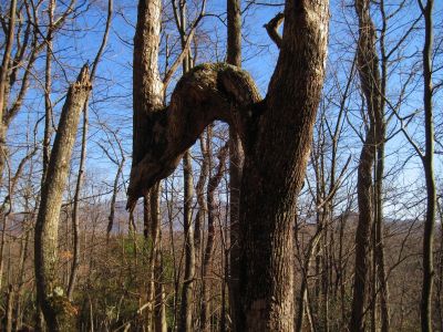 Bent Tree
Unaka Mountain, 
11-5-2011
