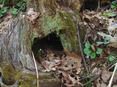 Tree House
Little Bald, 
4-24-2011
