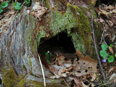 Hollow Tree and Flowers
Rue Anemone and Violets in and around a hollow tree.
