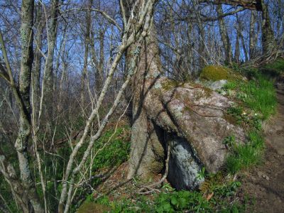 Growing Over Boulder
Little Bald, 
4-24-2011
