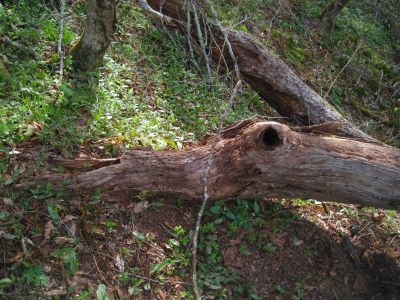 Tree With Eyes
Little Bald, 
4-24-2011
