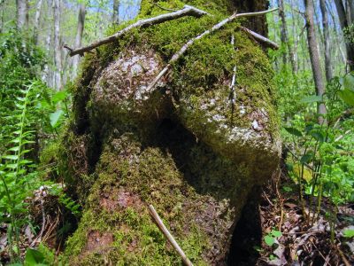 Bulbous And Mossy
Gentry Creek Trail,
4-30-2011
