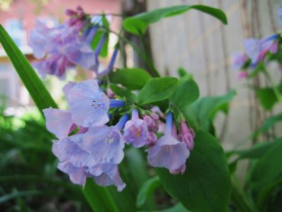 Bluebells
April, 2010
