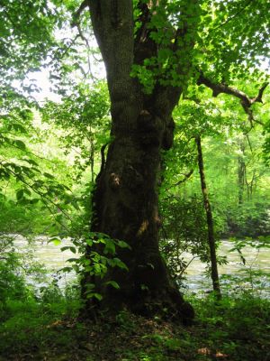 Overlooking River
Nantahala River, North Carolina
May, 2011

