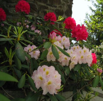 Rhodendron
Black Rock Mountain, Georgia,
May, 2011
