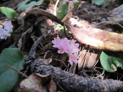 Pink Flowers
on Flint Mountain,
4-10
