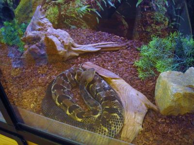 Rattlesnake
Amicalola State Park, Georgia,
May, 2011
