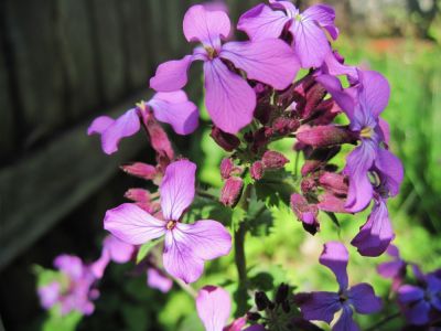 'coin' flower
April, 2010
