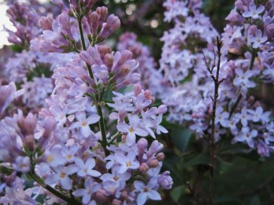 liliacs
April, 2010
