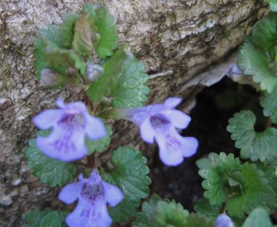 Ground Ivy
