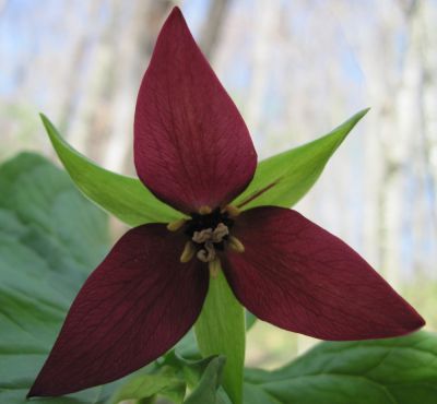 Red Trillium
April, 2010
