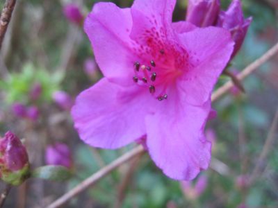 azalea
April, 2010
