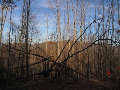 View From No Business Knob
Overlooking the Devil's Creek Valley,
No Business Knob,
11-6-2011

