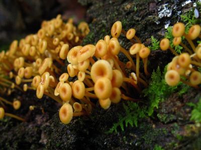 Golden Trumpets
Flattop Mountain Trail,
July, 2011
