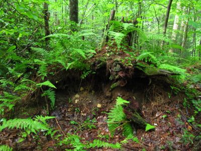 Ferns On Stump
Flattop Mountain Trail,
July, 2011
