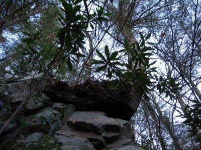 On The Edge
Large tree on edge of boulder,
No Business Knob,
11-6-2011
