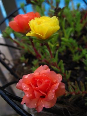 Moss Rose
Portulaca grandiflora,
July, 2011
