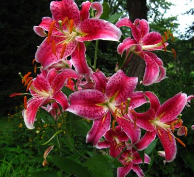 Stargazer Lilies
July, 2011
