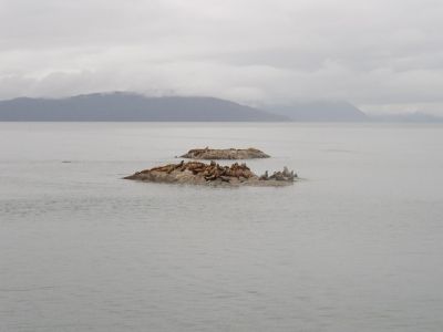 seals
photo courtesy of Becky Hyder
