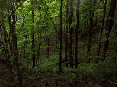 Appalachian Trail
On Unaka Mountain,
August 2009
