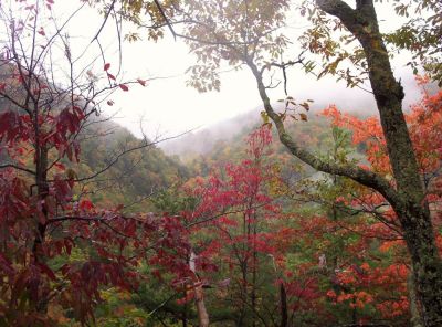 On the Appalachian Trail
View towards the south fork of Jones Branch,
October 2009
