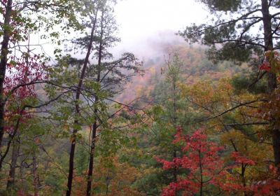 On the Appalachian Trail
Autumn Scene,
October 2009
