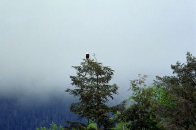 Bald Eagle in Treetop
In Alaska
photo by Wendy Williams
