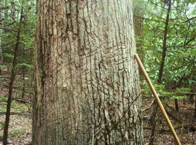 Bear Claw Marks
on tree on Unaka Mountain,
November 2009

