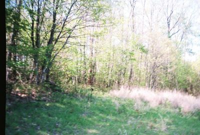 Bear Cub Running...
May 2009
