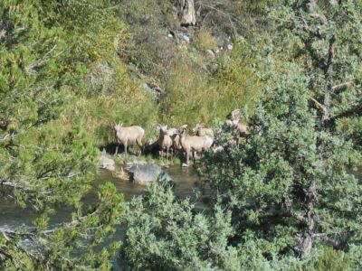 Big Horn Sheep
Photo by Lisa McClanahan
