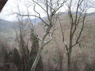 Climbing Big Pine Ridge Knob
gnarly trees...
January 2010

