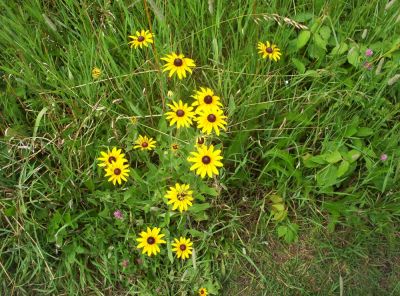 Black-Eyed Susan
...Found in meadow near Big Bald, July 2009
