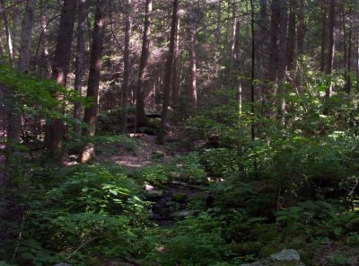 Spivey Gap
View of some of the nice camp-spots near the rock stairway
