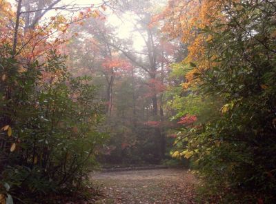 Curly Maple Gap
10-09
