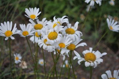 Daisys
found in Colorado meadow,
Photo by Lisa McClanahan
