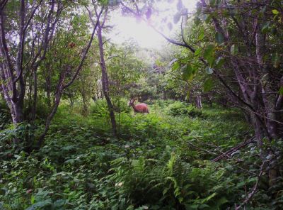 Deer Grazing in Meadow...
July 2009

