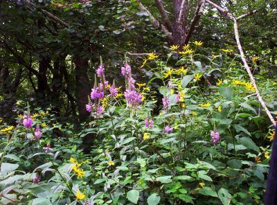 Obedient Plant and Sunflowers
Found on Unaka Mountain, 
August 2009
