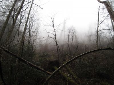 Devistated Trees in Fog
In the Sampson Wilderness,
2-24-2010

