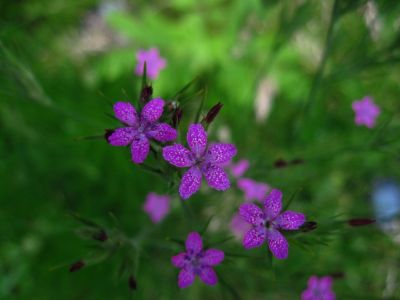 Deptford Pink
(Dianthus armeria)
Pink Family
Summer 2016
