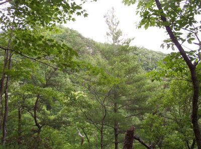 Jones Branch Overlook
as seen from the Appalachian Trail on the way to Curly Maple Gap,
July 2009
