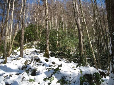 The Left Ridge
...ascends and swings around and in toward Buckeye Falls.
3-6-10
