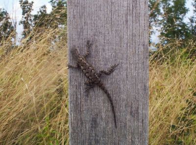 Stealth Lizard
Eastern Fence Lizard on the Summit of Snowbird Mountain,
August 2009
