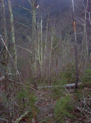 Longarm Ridge Trail
Descending the 'Jump-off',
1-1-2010
