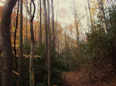 Longarm Branch Trail
October 2009
