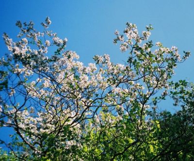 Mountain Dogwoods
May 2009
