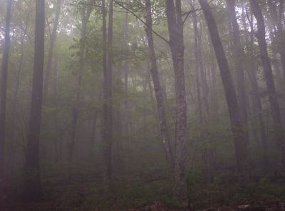 Morning Fog
...At the campsite on Little Bald Mountain,
July 2009
