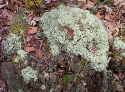 Funky Moss
...on a stump on Unaka Mountain,
November 2009
