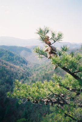 Jones Branch Overlook
Pine Cones Overlooking Jones Branch, March 2009
