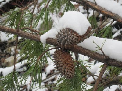 Pine Cones in the Snow
On Buffalo Mountain,
February, 2010
